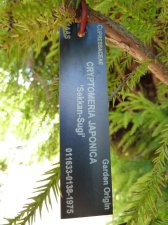 20100824_UBCBG_CryptomeriaJaponica_Cutler_P1040178.jpg