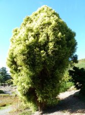 20100824_UBCBG_CryptomeriaJaponica_Cutler_P1040179.jpg