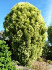 20100824_UBCBG_CryptomeriaJaponica_Cutler_P1040192.jpg