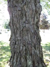 Tree 44B.jpg