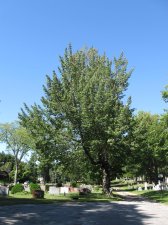 Tree 44A.jpg