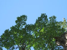 Tree 49D.jpg