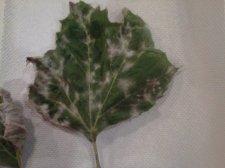 fungus on leaf of maple tree.jpg