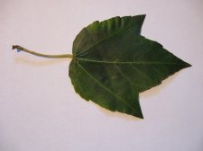 Shaggy leaf 1 top.jpg