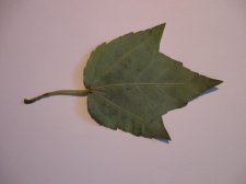 Shagy leaf 1 bottom.jpg