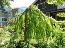 20100830_6thBalsam_WeepingBaldCypress_Cutler_P1040449.jpg