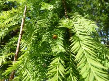 20100830_6thBalsam_WeepingBaldCypress_Cutler_P1040476.jpg