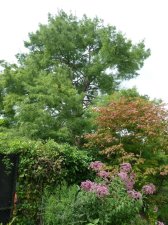 20100911_GardensTour_BaldCypress_Cutler_P1040734.jpg