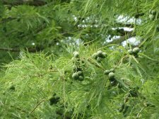 20100911_GardensTour_BaldCypress_Cutler_P1040740.jpg