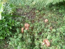 20100911_GardensTour_BaldCypress_Cutler_P1040730.jpg