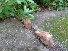 20100911_GardensTour_BaldCypress_Cutler_P1040729.jpg