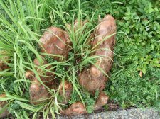 20100911_GardensTour_BaldCypress_Cutler_P1040731.jpg