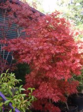 pixie fall.jpg