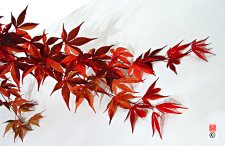 fujinami nishiki61.JPG