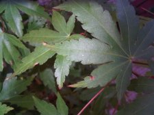 IMG00025-20101014-0902.jpg