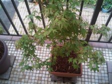 IMG00015-20101002-0741.jpg