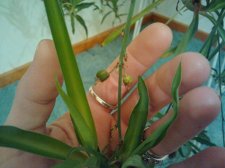 Plant.jpg
