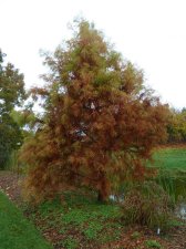 20101025_UBCBG_TaxodiumDistichum_Cutler_P1050667.jpg