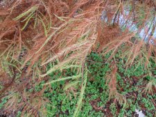 20101025_UBCBG_TaxodiumDistichum_Cutler_P1050673.jpg