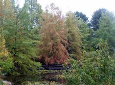 20101026_VanDusen_BaldCypress_Cutler_P1050780.jpg