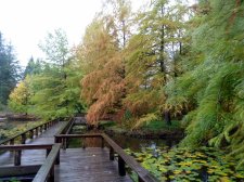 20101026_VanDusen_BaldCypress_Cutler_P1050792.jpg