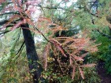 20101026_VanDusen_BaldCypress_Cutler_P1050793.jpg