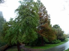 20101028_CeperleyMeadow_BaldCypress_Cutler_P1050896.jpg