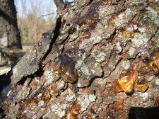 2010_1108Chokecherry0013.jpg