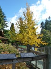20101108_UBCBG_Ginkgo_Cutler_P1060488.jpg