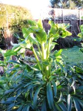 Hellebore hybrid small.JPG