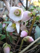 Helleborus niger small.JPG