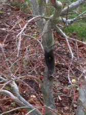 black spot on maple.jpg