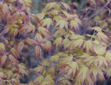 20100305 005.jpg