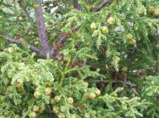 FIcupressoides10.jpg