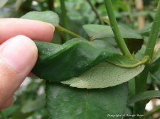 leaf curl 1.jpg