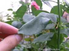 leaf curl 4.jpg
