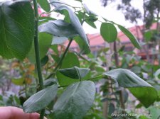 leaf curl 3.jpg