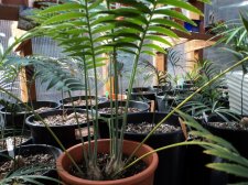 Doubleheader Dioon.jpg