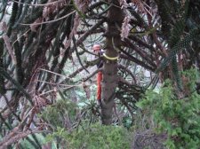 araucaria prune and cypress cabling-commercial dr-feb 2010 (5)-web.jpg