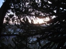 araucaria prune and cypress cabling-commercial dr-feb 2010 (3)-web.jpg