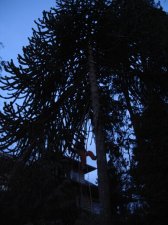 araucaria prune and cypress cabling-commercial dr-feb 2010 (24)-web.jpg