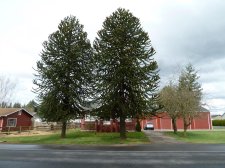 20110327_AxtonRd_MonkeyPuzzle_Cutler_P1080863.jpg