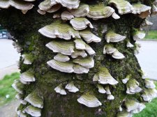 20110413_BurrardDavie_TUrkeyTail_Cutler_P1090960.jpg
