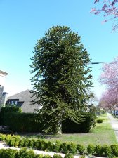 20110417_NarvaezPuget_MonkeyPuzzle_Cutler_P1100156.jpg