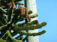 20110417_NarvaezPuget_MonkeyPuzzle_Cutler_P1100159.jpg