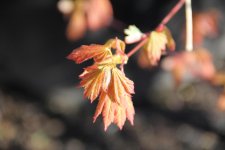 autumn glow 1.jpg