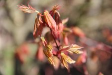 autumn glow 2.jpg