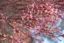 coral pink 1.jpg