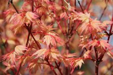 coral pink 5.jpg