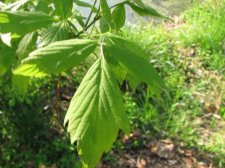 IMG_0016.JPG